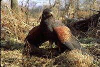 wildlife-5