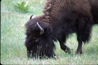 wildlife-6