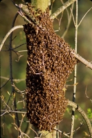 wildlife-8