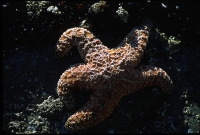 wildlife-9