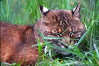 wildlife